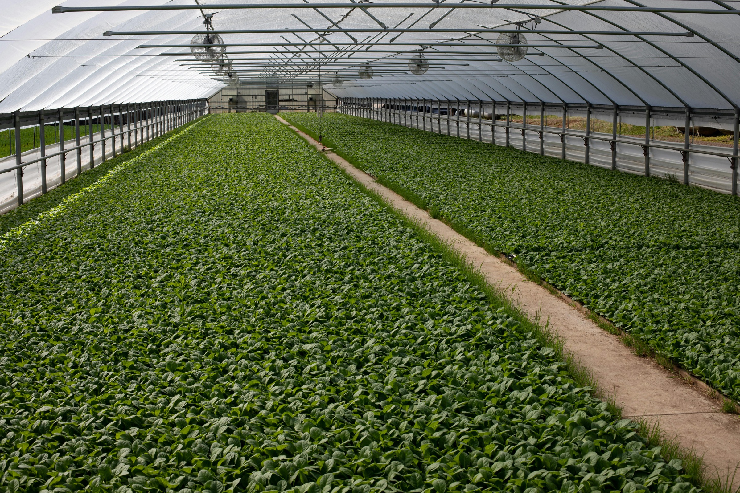 Indoor Green Plants supplier from China product photo